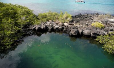 © Reuters. FILE PHOTO: Blacktip sharks swim off Santa Cruz Island, part of the Galapagos Islands, Ecuador.   Picture taken January 16, 2022. REUTERS/Santiago Arcos/File Photo