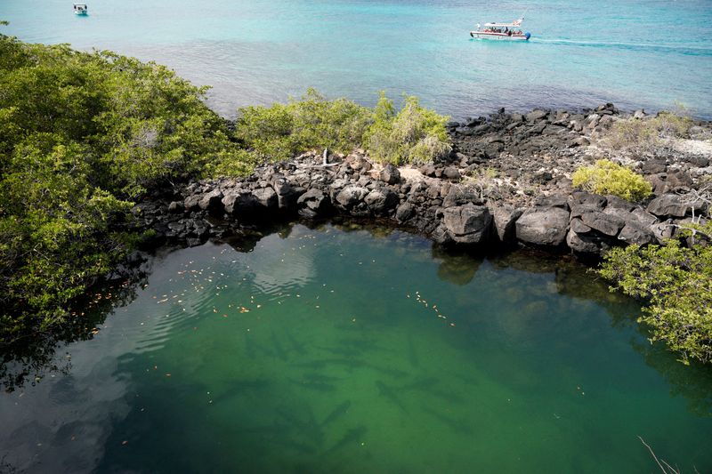 © Reuters. FILE PHOTO: Blacktip sharks swim off Santa Cruz Island, part of the Galapagos Islands, Ecuador.   Picture taken January 16, 2022. REUTERS/Santiago Arcos/File Photo