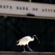 © Reuters. FILE PHOTO: An ibis bird perches next to the Reserve Bank of Australia headquarters in central Sydney, Australia February 6, 2018. REUTERS/Daniel Munoz/File Photo